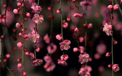 Sakura Flower